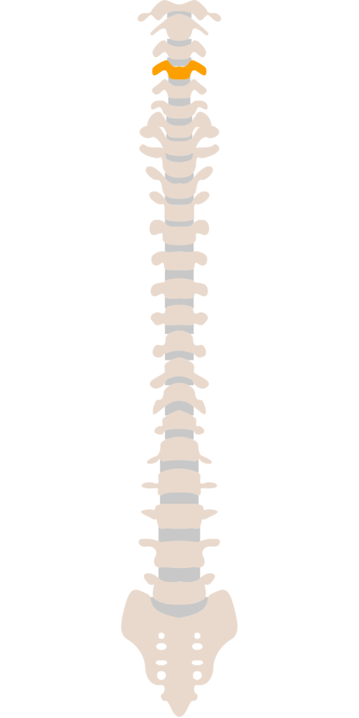 Areas of the Body the Spine Controls – Millennium Chiropractic